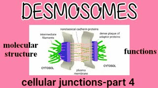 Molecular Structure and Functions of Desmosomes  Cell Junction  AM Biologie Notes [upl. by Hudis]