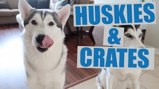 Properly CrateKennel Train A Siberian Husky Easy Steps [upl. by Hadihahs]