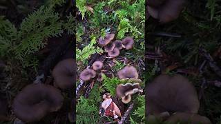 Cueillette champignons cèpes amp chanterelles 🍄 chanterelles cepes champignons [upl. by Critta]