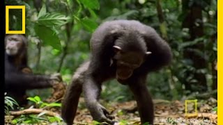 Chimps amp Tools  National Geographic [upl. by Marlane]