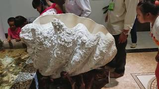 300 Pounds Real Giant CLAM SHELL in Vietnam Tridacna gigas Taklobo [upl. by Anitsud]