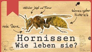 Hornissen  Die fliegenden Riesen [upl. by Kenney470]