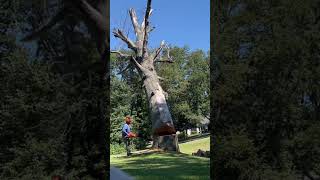 Largest dead Pin Oak Smells like a horse barn [upl. by Rochelle]