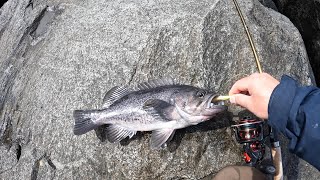 Jetty Fishing 04212023 for Black Rockfish  How to Fish for Black Rockfish from The Jetty [upl. by Martie370]