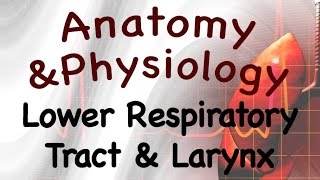 Respiratory System  Lower Respiratory Tract and Larynx Of The Respiratory System 1603 [upl. by Nohtanoj]