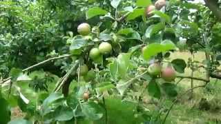 How to quickly increase Crop Production by thinning Apples [upl. by Kablesh]