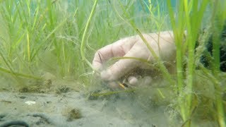 34 LARGESCALE HARVESTING AND PLANTING Videoguideline for eelgrass restoration in Sweden [upl. by Nylrahs]