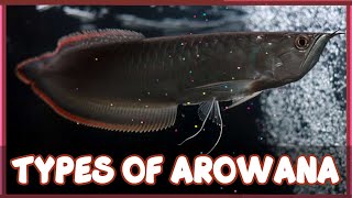 Types of Arowana Fish [upl. by Lipfert350]