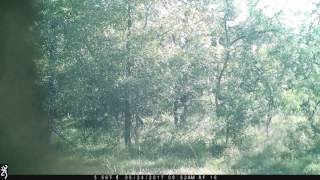 Strange Occurance on trail camera in Gonzales TX Bigfoot  Ottine Swamp Monster [upl. by Yawnoc]