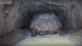 Attenborough The Wonders of Tortoise Tunnel  BBC [upl. by Tamara]