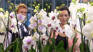 Feiten amp Fabels  verzorging orchidee [upl. by Dav]