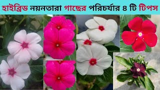 হাইব্রিড নয়নতারা ফুল গাছের পরিচর্যা।How to care Hybrid Vinca roseaNayantara Periwinkle Sadabahar [upl. by Llennod]