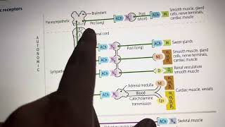 Somatic Vs Autonomic nervous systems in simple way [upl. by Marlene117]