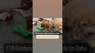 Adorable Goldendoodle puppies playing Learn more about our puppies amp training BalancedObedience [upl. by Llednar]