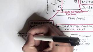 Cardiology  Heart Physiology II Muscle contraction and Pacemaker activity [upl. by Anyr]