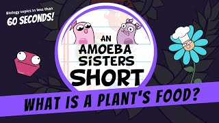 What is a Plants Food  Amoeba Sisters Shorts [upl. by Acie328]