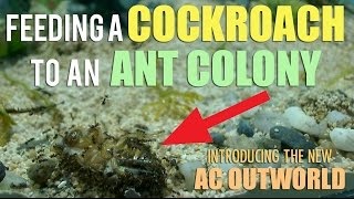 Feeding a Cockroach to an Ant Colony  New AC Outworlds [upl. by Norling]