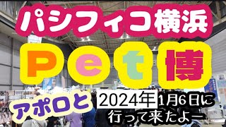 ペット博横浜！パシフィコ横浜にアポロと初参戦！ペット博横浜みなとみらいパシフィコ横浜 [upl. by Anaujit]