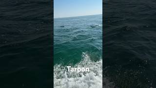 Check out all these tarpons [upl. by Enilraep]