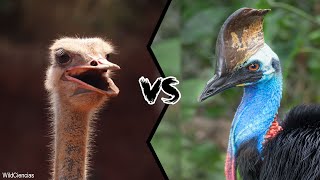 OSTRICH VS CASSOWARY  Who would win [upl. by Inej]