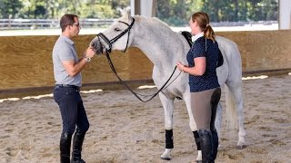 Step TWO quotTeaching Your Horse Piaffe in Handquot  Horse Training Tips with Deanna Corby Dressage [upl. by Buna340]