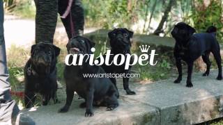 Tu tienda de mascotas online ARISTOPET [upl. by Dnomder315]