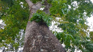 American Mahogany Tree Swietenia mahagoni [upl. by Irec]