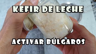 KEFIR de LECHE Activar BÚLGAROS o Nódulos de Kéfir [upl. by Dnalram]