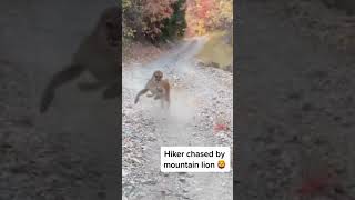 Mountain Lion Stalks Hiker in Utah shorts wildlife cat mountainlion kitty [upl. by Ahsien853]