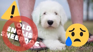 10 Reasons NOT to get an Old English Sheepdog┃EdampMel [upl. by Ldnek]