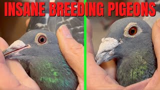 My BEST Breeding Racing Pigeons for 2024 [upl. by Slemmer]