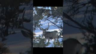 Scouting for Mule deer on the Kaibab [upl. by Yekim]