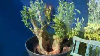 Bonsai Maple Bergahorn Weide Informationen und andere Bonsai [upl. by Phaih]