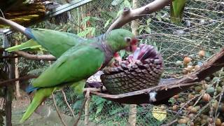 Papagaios em reabilitação comendo pinhão Parrots in rehabilitation eating Araucária seeds [upl. by Nemad]