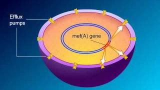 Macrolides Mechanisms of Action and Resistance [upl. by Ennagrom991]