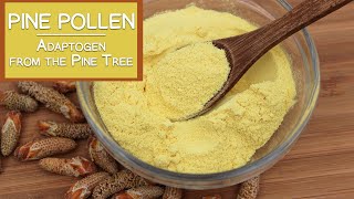 Pine Pollen The Nutritious Adaptogen from the Pine Tree [upl. by Laniger823]