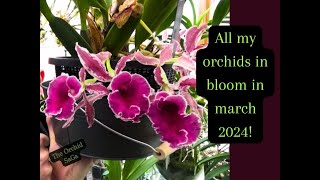 All my orchids in bloom Update March 2024 [upl. by Elyrehc552]