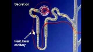 Urine Formation [upl. by Renita]