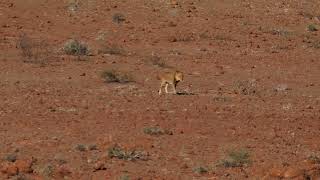 Male desertadapted lion above the Aub landscape Etendeka Concession April 2024 [upl. by Christin615]