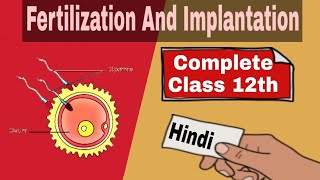 Fertilization And Implantation  Human Reproduction  Class 12  In Hindi  Be Educated [upl. by Gareth]