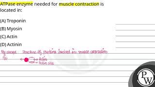 ATPase enzyme needed for muscle contraction is located in [upl. by Torrell]