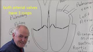 Heart 1 Basic structure and blood flows [upl. by Ardeid]