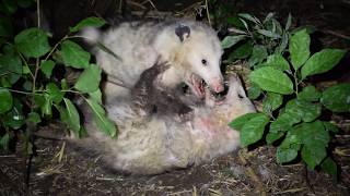 Opossums Fighting [upl. by Olvan]