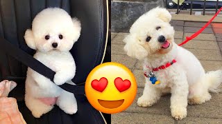 Bichon Frise — Cute And Adorable Videos And Tik Toks Compilation [upl. by Horodko679]