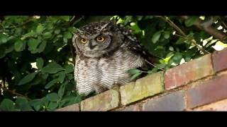 Spotted Eagleowl Hisses and Makes Clicking Sounds [upl. by Eben]