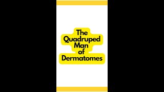 The Quadruped Man of Dermatomes Explained  Physical Therapy Mnemonics [upl. by Booker813]