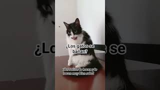 ¿ustedes bañan a sus gatos cats gato catlover lovecats gatosadorables bañogatos [upl. by Ayekahs]