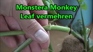 Monstera Monkey Leaf vermehren  So klappt es garantiert mit dem Ableger [upl. by Huckaby]