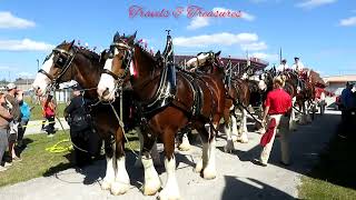 World famous Budweiser Clydesdale Spectacular show in Florida [upl. by Llednol]