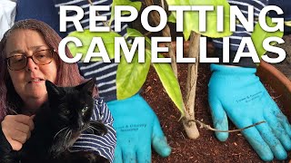 Repotting Camellias [upl. by Minny]